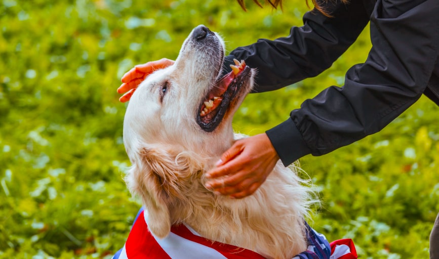 Rovers Pampered Paws Pet Grooming