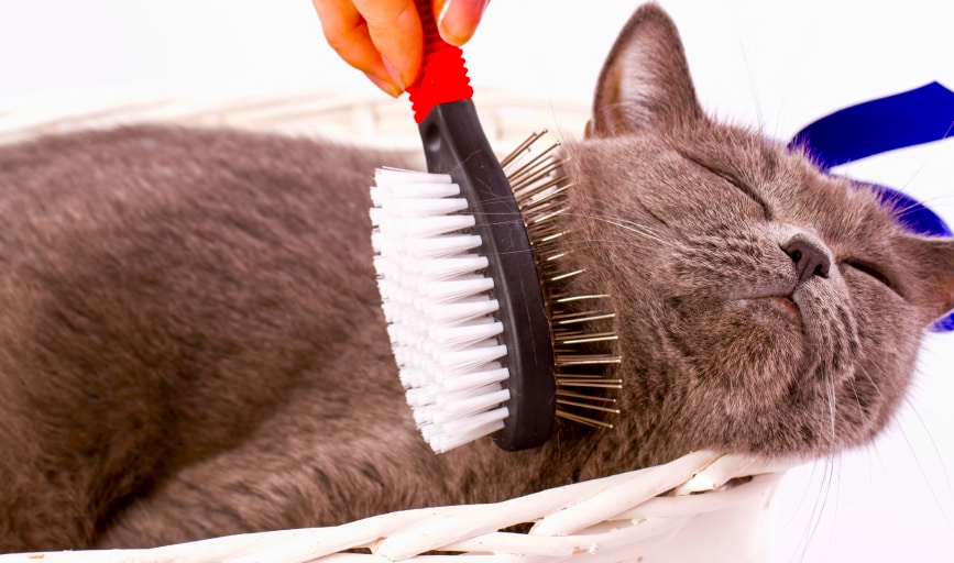 Rovers Pampered Paws Pet Grooming