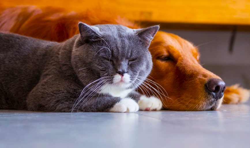 Rovers Pampered Paws Pet Grooming